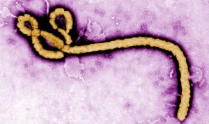 Ebola